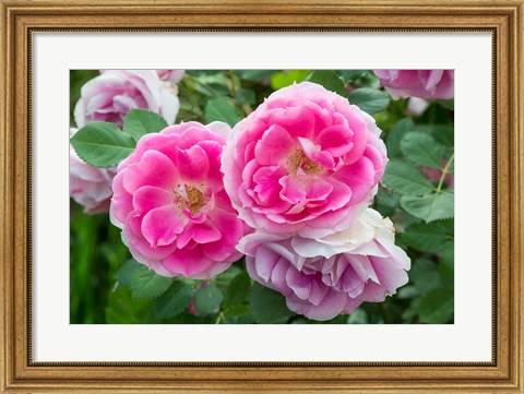 Framed Close-Up Of Pink Roses, Utah Print