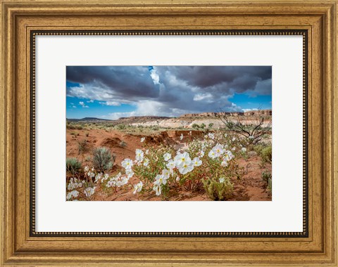 Framed Evening Primrose In The Grand Staircase Escalante National Monument Print
