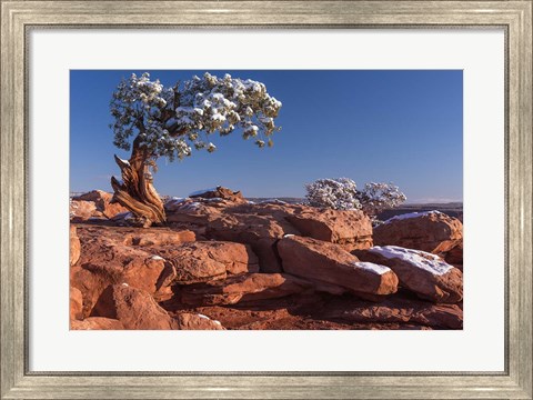 Framed Lone Pine At Dead Horse Point, Canyonlands National Park, Utah Print