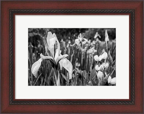 Framed Wild Iris Field In The Manti-La Sal National Forest, Utah (BW) Print