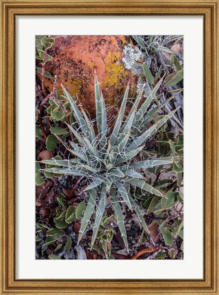 Framed Yucca Plant, Utah Print