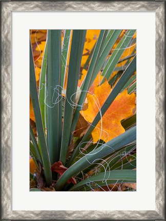 Framed Detail Of Yucca And Yellow Maple Leaves Print