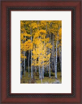 Framed Yellow Aspens In The Flaming Gorge National Recreation Area, Utah Print