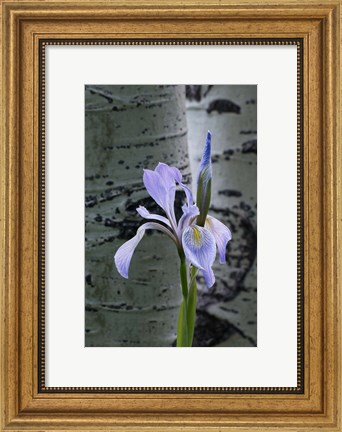 Framed Wild Iris With Bud In Early Spring Print