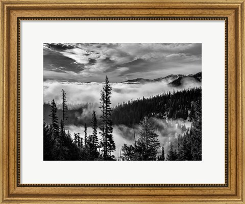 Framed Olympic National Park, Washington (BW) Print