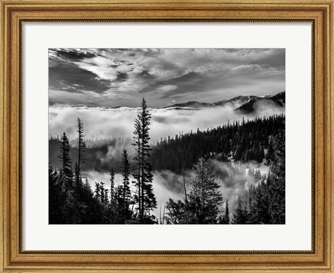 Framed Olympic National Park, Washington (BW) Print