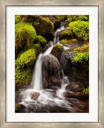 Framed Creek In Sol Duc Valley, Washington Print