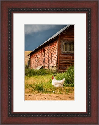 Framed Chicken Near A Coop Print