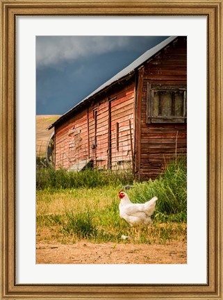 Framed Chicken Near A Coop Print