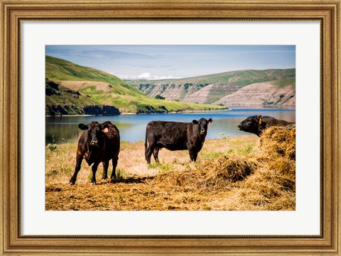 Framed Cows On The Northern Bank Of Snake River Print