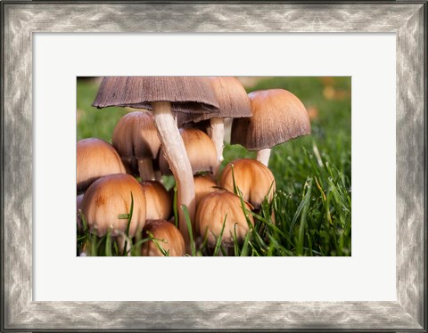 Framed Cluster Of Mushrooms Print