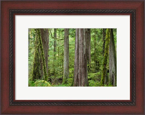 Framed Old Growth Forest On Barnes Creek Trail, Washington State Print