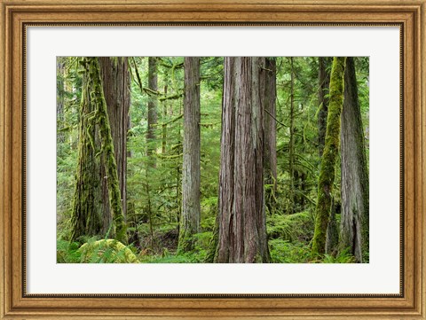Framed Old Growth Forest On Barnes Creek Trail, Washington State Print