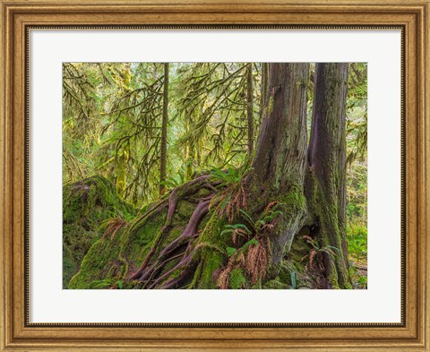 Framed Western Red Cedar Growing On A Boulder, Washington State Print