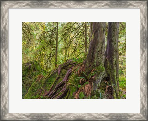 Framed Western Red Cedar Growing On A Boulder, Washington State Print