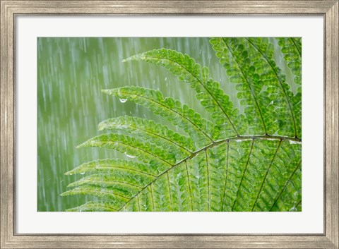 Framed Fern In Rainfall Print