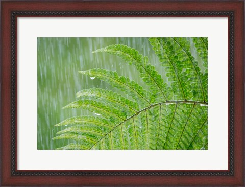 Framed Fern In Rainfall Print