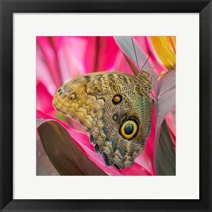 Framed Close-Up Of An Owl Butterfly Print