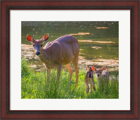 Framed Blacktail Deer With Twin Fawns Print