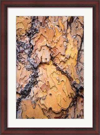 Framed Ponderosa Pine Tree Bark Detail Print