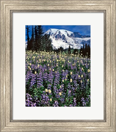 Framed Field Of Lupine And Bistort In Paradise Park Print