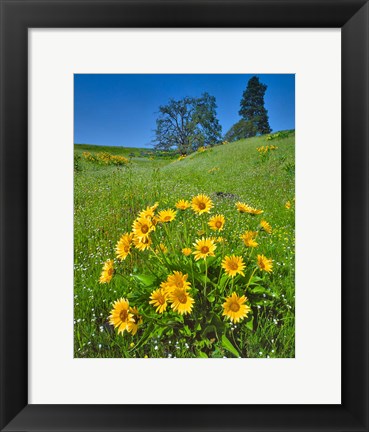 Framed Balsamroot, Pine And Oak Trees On A Hillside, Washington State Print