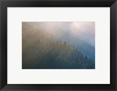 Framed Coastal Forest In Morning Fog, Washington State Print