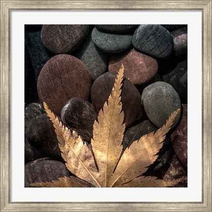 Framed Maple Leaf On Rocks Print