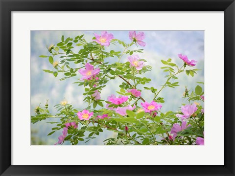 Framed Wood&#39;s Rose Flowers Print