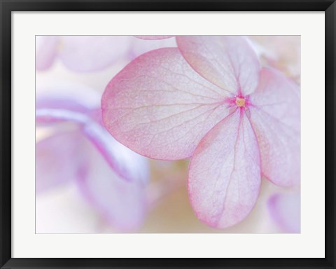 Framed Close-Up Of Hydrangea Paniculata Flower Print