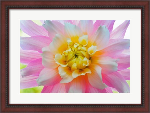 Framed Close-Up Of A Pastel Dahlia Flower Print