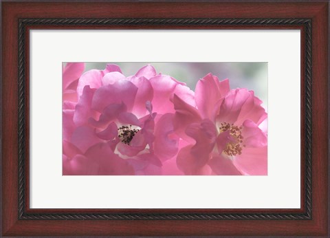 Framed Close-Up Of Pink Rose Blossoms Print