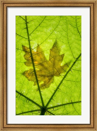 Framed Big Leaf Maple On A Devil&#39;s Club Leaf Print
