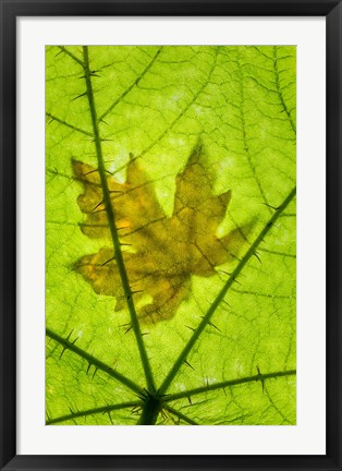 Framed Big Leaf Maple On A Devil&#39;s Club Leaf Print