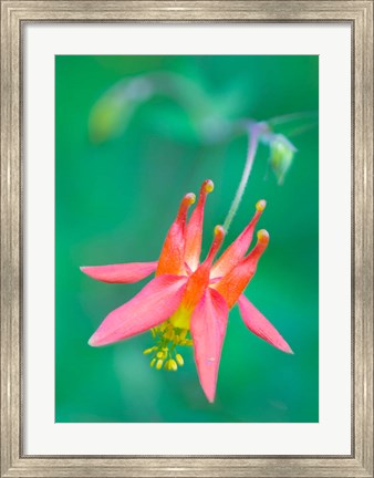 Framed Red Columbine Wildflower Blooms Print
