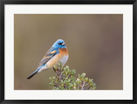 Framed Lazuli Bunting On A Perch At The Umtanum Creek Recreational Are Print