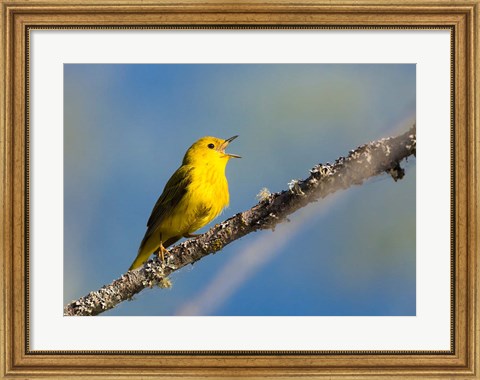 Framed Yellow Warbler Sings From A Perch Print