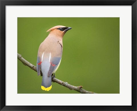 Framed Cedar Waxwing On A Perch Print