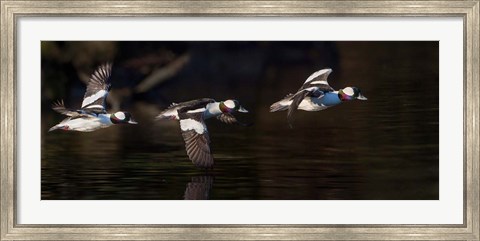 Framed Flight Sequence Of A Buffleheads Print