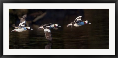 Framed Flight Sequence Of A Buffleheads Print