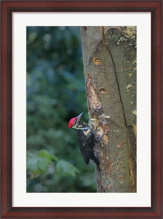 Framed Pileated Woodpecker Holing Out A Nest Print
