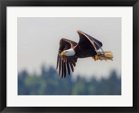 Framed Bald Eagle In Flight With Fish Over Lake Sammamish Print