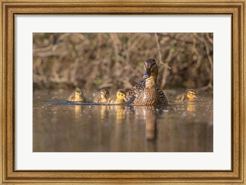 Framed Mallard Hen With Ducklings On The Shore Of Lake Washington Print
