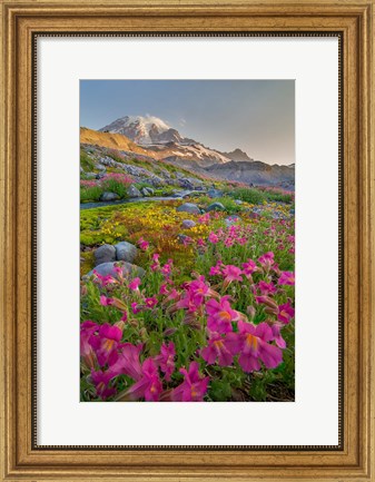 Framed Lewis&#39;s Monkeyflower Along The Panorama Trail Print