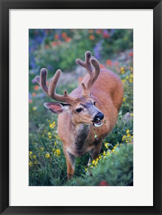 Framed Black-Tailed Buck Deer In Velvet Feeding On Wildflowers Print