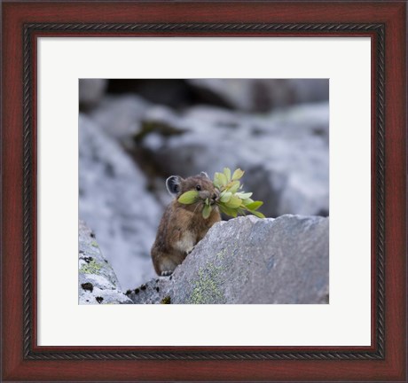 Framed American Pika Collecting Leaves Print