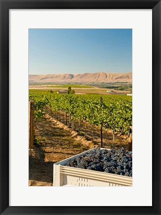 Framed Bin Of Cabernet Sauvignon Grapes At Harvest Print