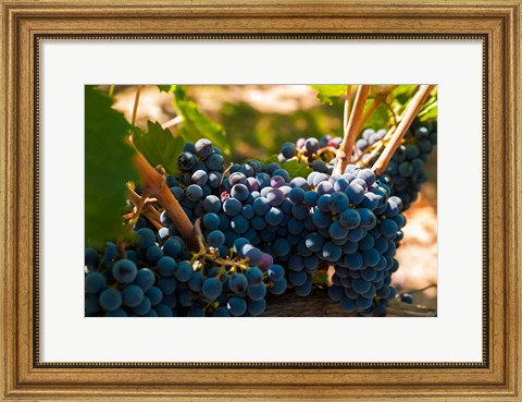 Framed Petit Verdot Grapes From A Vineyard Print