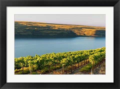 Framed Vineyard Overlooking The Columbia River Print
