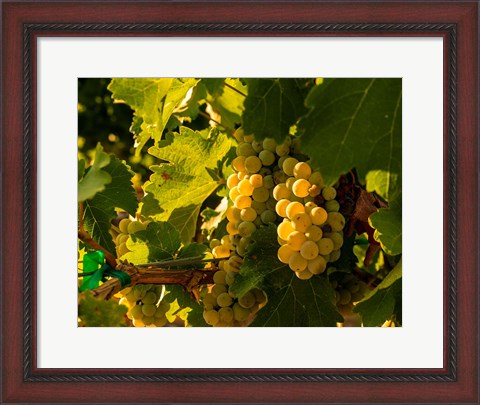Framed Sauvignon Blanc Grapes Print